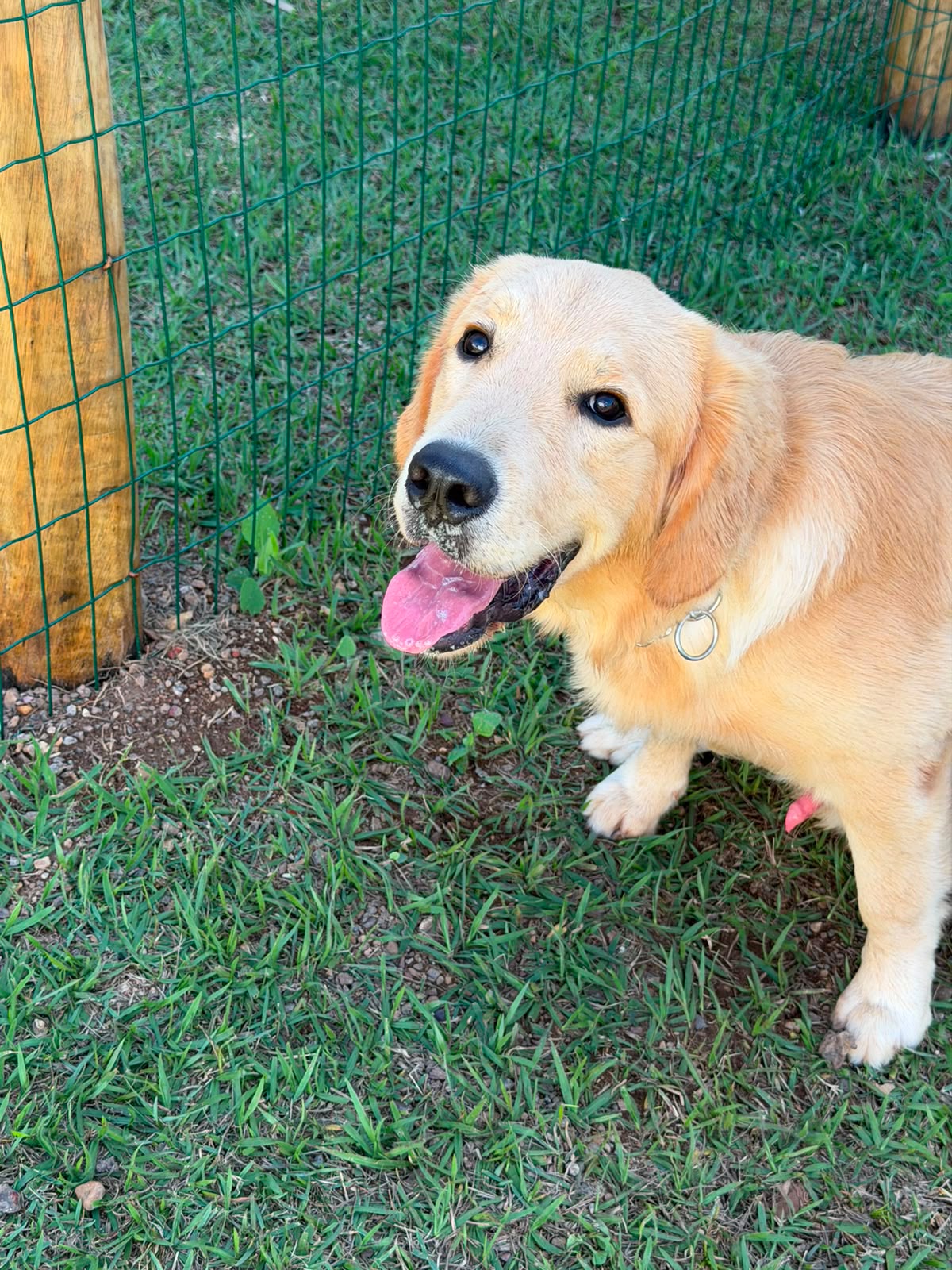 Golden retriever sorrindo