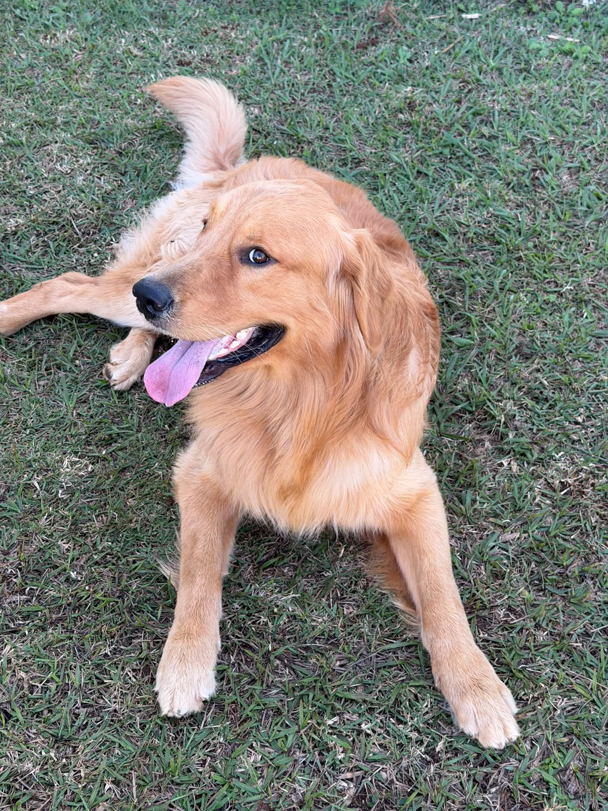 Cachorro brincando