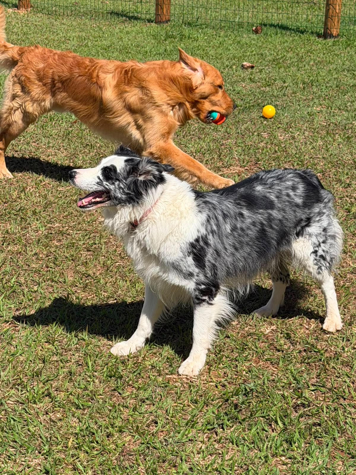 Creche canina